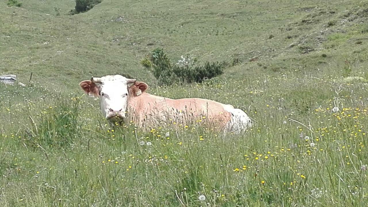 Bio-Bauernhof "Hecherhof" 티어제 외부 사진